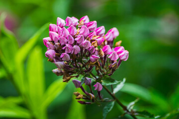 Blooming phlox flowers in the garden. Colorful flowers in warm summer day.