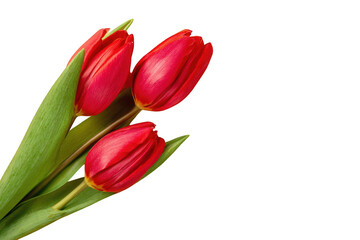Close-up of three vibrant red tulips (1)