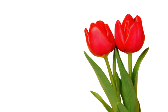 Close-up of two vibrant red tulips (1)