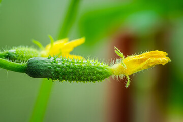 Small cucumber with flower growing in the greenhouse. Vegetables in the farm.