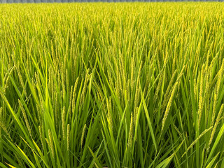 Close Up of Green Rice Plants with Growing Grains in Japanese Paddy Field During Summer