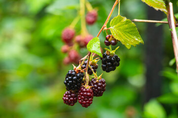 Ripe and unripe blackberries on bush. Berries in the garden.