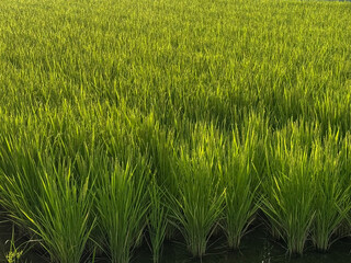 Lush Green Rice Field in Rural Japan during Summer Growing Season