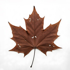 Naklejka premium A crispy dry dark brown maple leaf
