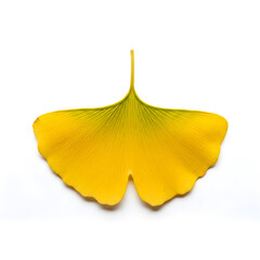 Fototapeta premium A single yellow ginkgo leaf