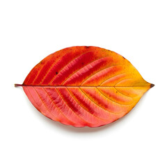 Colorful round autumn leaves in yellow and red hues

