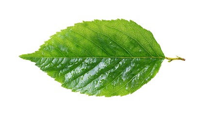 Fototapeta premium Fresh Green Leaf Closeup with Water Droplets Isolated on a White Background