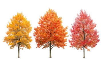 Naklejka premium Three autumn trees with varying colors