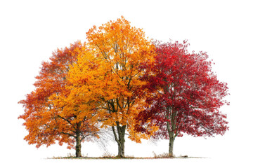 Naklejka premium Autumn trees in vibrant colors (1)