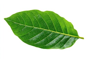 Obraz premium Single vibrant green leaf, veined and detailed, isolated on white