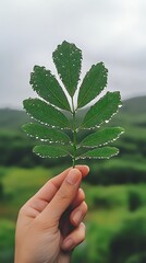 Hand Holding DewKissed Green Leaf Against Soft Forest Background Nature CloseUp