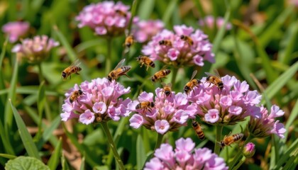 Fototapeta premium Vibrant Pink Flowers with Pollinating Bees Garden