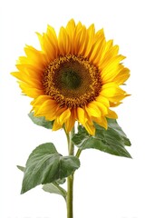 Obraz premium Bright sunflower with green leaves against white