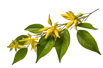 Obraz premium Detailed Ylang Ylang Blossom with Green Leaves on a Branch Isolated on Transparent Background