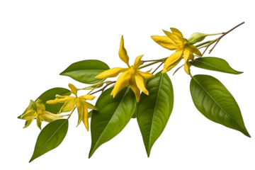 Detailed Ylang Ylang Blossom with Green Leaves on a Branch Isolated on Transparent Background