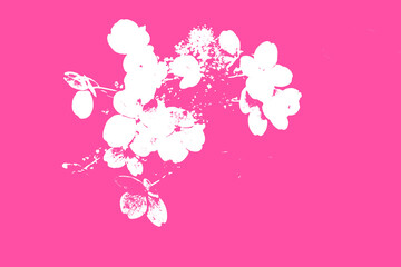 Illustration of a pink and white floral background. Drawing or illustration for card with flowers.