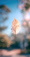 Pale, dried leaf suspended in air, soft focus bokeh background