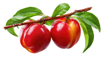 Nectarine on Branch: A close-up of two ripe nectarines hanging on a branch with vibrant green leaves. Capturing the freshness of the harvest.