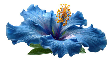 Vivid Hibiscus Bloom: A striking close-up of a vibrant blue hibiscus flower, showcasing its delicate petals and intricate details, captures the essence of nature's beauty and floral artistry.