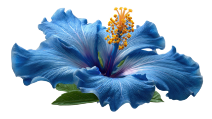 Vivid Hibiscus Bloom: A striking close-up of a vibrant blue hibiscus flower, showcasing its delicate petals and intricate details, captures the essence of nature's beauty and floral artistry.