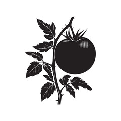 Silhouette of Tomato Fruit on Branch with Leaves and Thorns