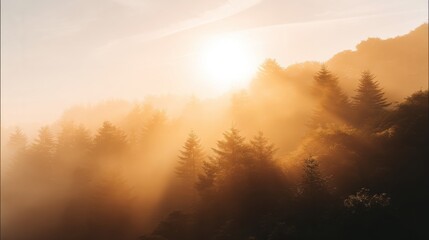 Fototapeta premium Golden sunrise over misty forest landscape nature photography tranquil environment scenic viewpoint