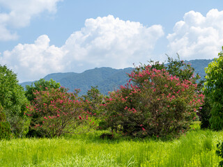 サルスベリの花が咲く野原の風景