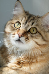 Close-up portrait of cute, fluffy cat. Portrait of tabby cat, intensive staring, confident. Looking at camera.  Beige white gray colors.