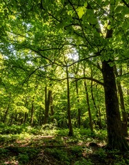 Obraz premium Lush forest canopy, sunlight filtering through leaves