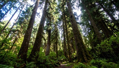 Obraz premium Lush forest canopy. Sunlight filters through towering trees