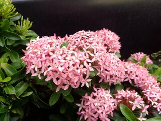 pink chrysanthemum flowers
