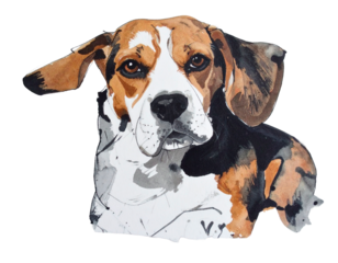 Hand-drawn Beagle illustration. Charm. Hand-drawn style. Brush-drawn material. Pet care. Family. Beloved dog. Cool. Security.