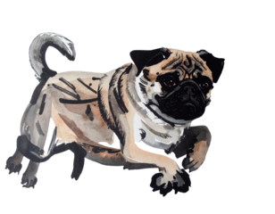 Hand-drawn pug illustration. Charm. Hand-drawn style. Brush-drawn material. Pet care. Family. Beloved dog. Dog. Pet. Guard dog.