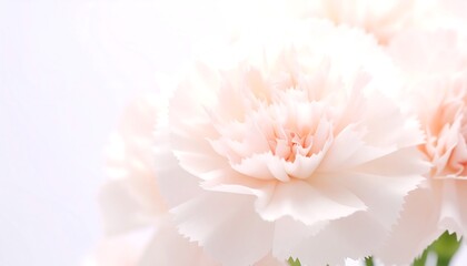 Delicate pastel carnations