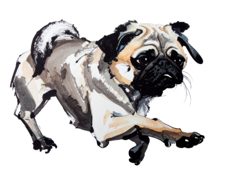 Hand-drawn pug illustration. Charm. Hand-drawn style. Brush-drawn material. Pet care. Family. Beloved dog. Dog. Pet. Guard dog.