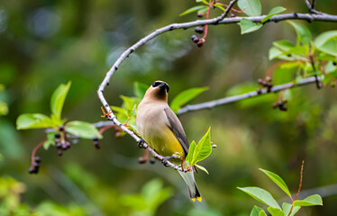 Cedar waxwing in a choke cherry tree