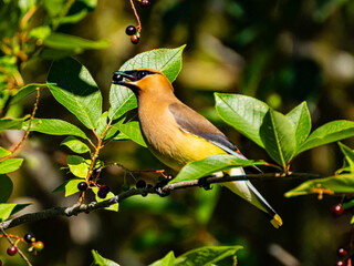 Cedar waxwing eating choke cherries