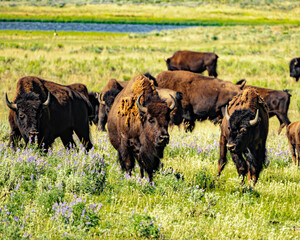 Lamar valley bison herd