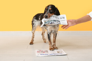 Cute cocker spaniel and female hand with newspaper near yellow wall