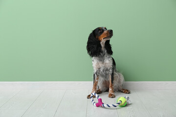 Cute cocker spaniel with toy near green wall