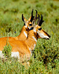Close up of pronghorn antelopes in Yellowstone National Park