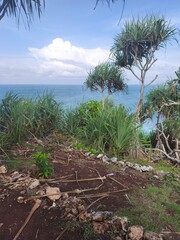 palm trees on the beach