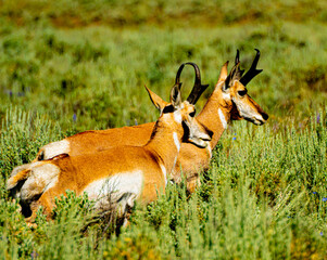 Pronghorn antelope in the grass