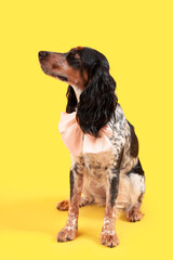 Cute cocker spaniel with bow sitting on yellow background