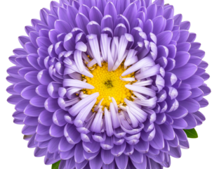  Isolated Aster Flower Head PNG