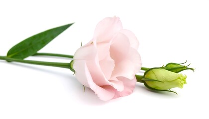 Delicate pastel pink flower with buds