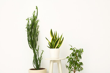 Cacti and houseplant with stool near white wall in room