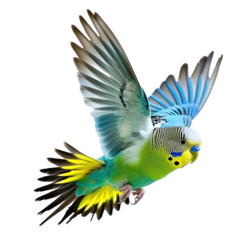 A colorful parakeet in flight against a transparent background.