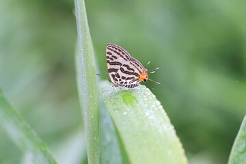 The Japanese Silverlines (Spindasis takanonis) in Hyogo, Japan