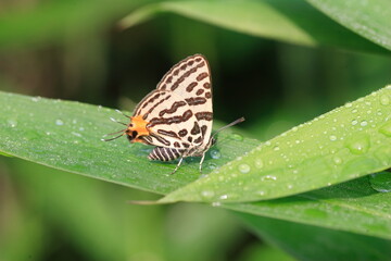 The Japanese Silverlines (Spindasis takanonis) in Hyogo, Japan